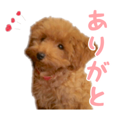 [LINEスタンプ] トイプードルのジャンヌ