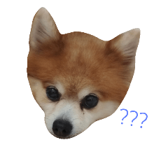 [LINEスタンプ] Pom＆Corgi