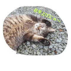 [LINEスタンプ] 居候ネコ