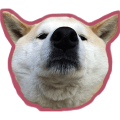 [LINEスタンプ] ジョジワンワン
