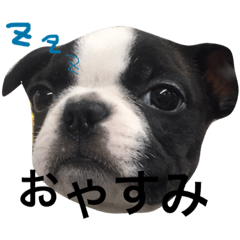 [LINEスタンプ] 毎日niconico☺︎