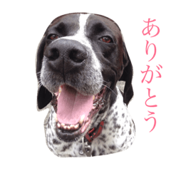 [LINEスタンプ] ポインターたわし