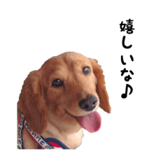 [LINEスタンプ] DACHS circle of friends 5