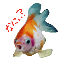 [LINEスタンプ] 金魚のぽんちゃんと仲間達