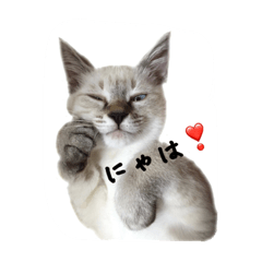 [LINEスタンプ] ねこっ可愛がり