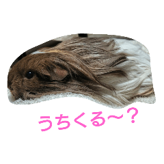 [LINEスタンプ] モッチの日常