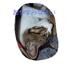 [LINEスタンプ] かわ猫