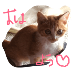 [LINEスタンプ] ねこといぬたちの画像（メイン）