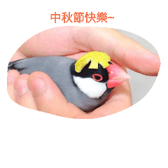 [LINEスタンプ] bubu bird