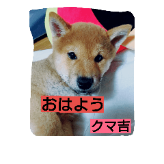 [LINEスタンプ] kumakihikun