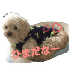 [LINEスタンプ] チワプーとトイプーのスタンプ♡