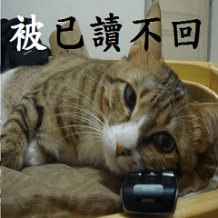 [LINEスタンプ] lazy cat ^^