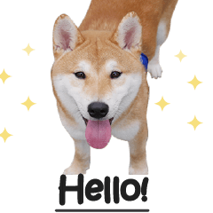 [LINEスタンプ] hello pork shiba