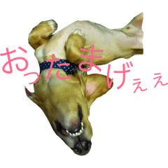 [LINEスタンプ] 日常で使える愛犬レンのスタンプ2です！