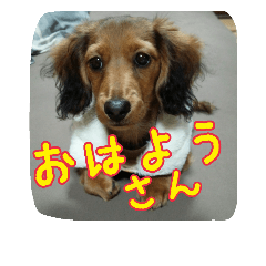 [LINEスタンプ] Banshyu dog girl dachs Nami 3