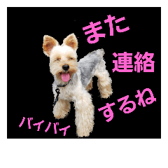 [LINEスタンプ] ヨーキー★ハッチの日常 ファイブ