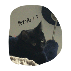 [LINEスタンプ] cats@hamu