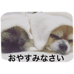 [LINEスタンプ] わんこ あいさつ