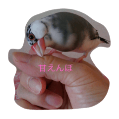 [LINEスタンプ] 桜文鳥のひーちゃんの画像（メイン）