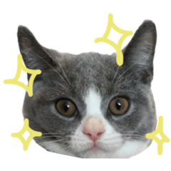 [LINEスタンプ] シロハチ
