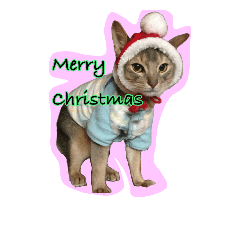 [LINEスタンプ] 冬のうちの猫