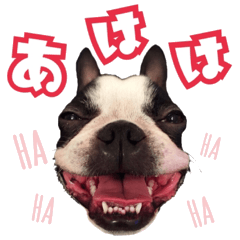 [LINEスタンプ] ボストンテリアのチャイとラテ
