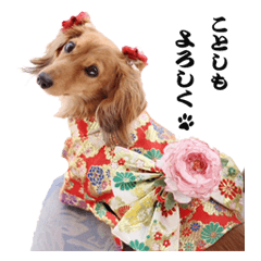 [LINEスタンプ] ダックス犬 写真 ここわん 1 年末年始編