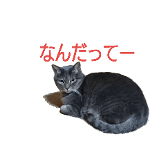 [LINEスタンプ] 佐藤ふぁみりぃ
