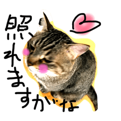 [LINEスタンプ] 茶白の日常