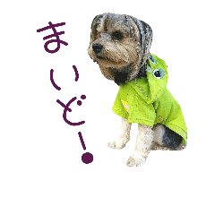[LINEスタンプ] 関西犬三匹の日常会話