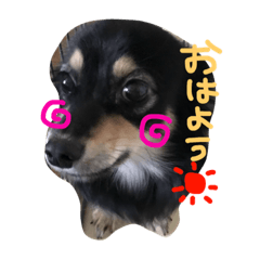 [LINEスタンプ] チワックスのタロちん