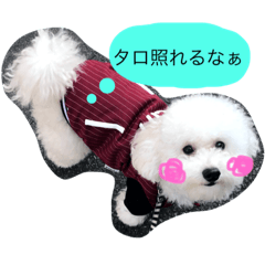 [LINEスタンプ] トイプードルのあいたろー