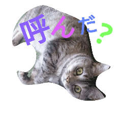 [LINEスタンプ] rara cat stamp