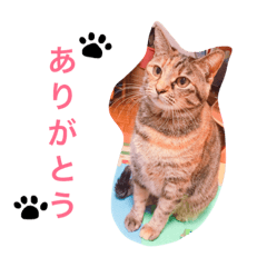[LINEスタンプ] うちのそらちゃん