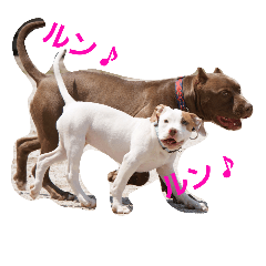 [LINEスタンプ] GDKENNELスタンプ第3弾