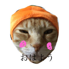 [LINEスタンプ] ニャンコたまにワンコ