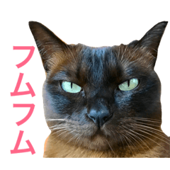 [LINEスタンプ] コゲチャねこ2