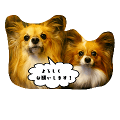 [LINEスタンプ] パピチワ『サスケ』＆パピヨン『まつり』3
