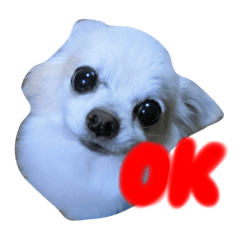 [LINEスタンプ] ロビンくんの日常