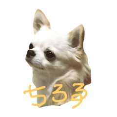 [LINEスタンプ] 愛犬「ちろる」