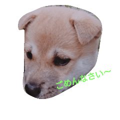 [LINEスタンプ] どうぶつ達のおしゃべり