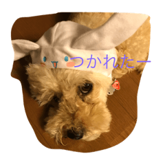 [LINEスタンプ] 我が家のトイプーたち