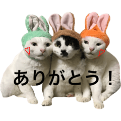 [LINEスタンプ] うちの猫。可愛い。