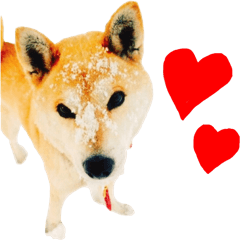 [LINEスタンプ] 柴犬きなこ 第2弾