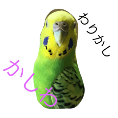 [LINEスタンプ] bird  speak