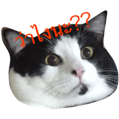 [LINEスタンプ] Cocomeawneang