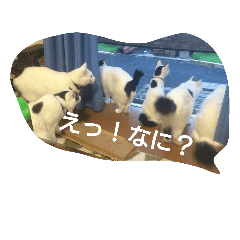 [LINEスタンプ] 猫と柴犬