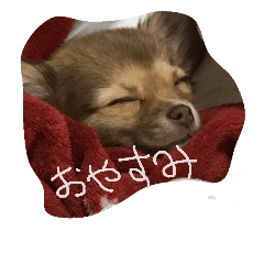 [LINEスタンプ] チワワのチップ君