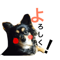 [LINEスタンプ] くうちゃん ミンチ 4