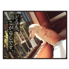 [LINEスタンプ] こがらしスタンプ